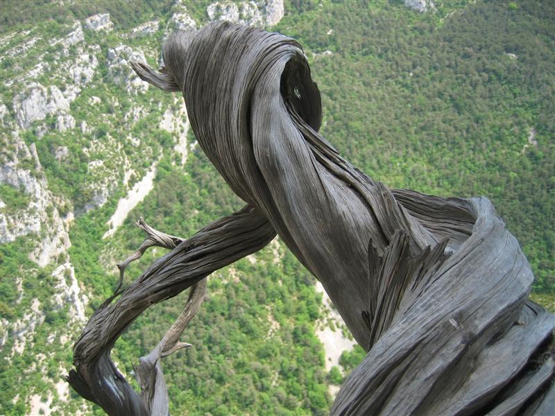 20060525 Arbre de Coriolis 01.JPG